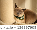 バンダナを巻いてハンモックで眠るシャム猫 136397905
