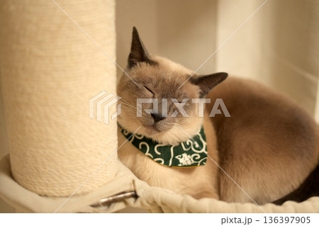 バンダナを巻いてハンモックで眠るシャム猫 バンダナを巻いてハンモックで眠るシャム猫 136397905
