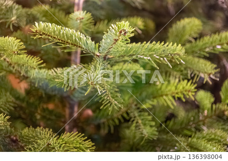 Lush green pine tree branches closeup, vibrant evergreen needles displaying nature's freshness, creating an ideal backdrop for festive holiday and winter themes 136398004