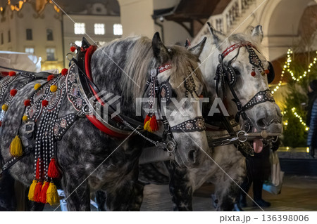 Two dapple grey horses adorned in ornate traditional harness with colorful tassels stand in a festive city at night, ready for tourist carriage rides 136398006