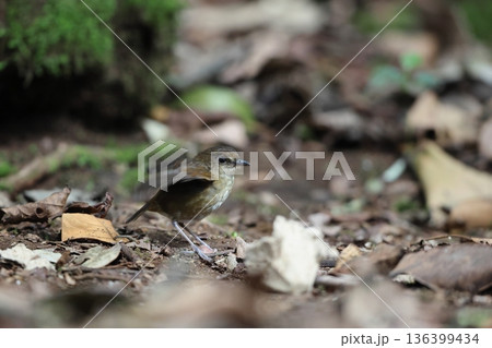 ヒメコバネヒタキ 136399434