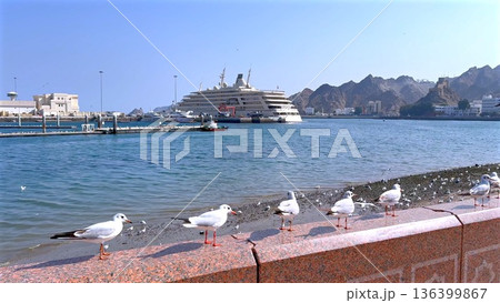 Tranquil Oceanfront Filled With Flying Gulls. Quiet Shoreline Teeming With Seabirds And Gentle Waves. Undisturbed Harbor Area Alive With Bird Activity And Calm Ocean Currents 136399867