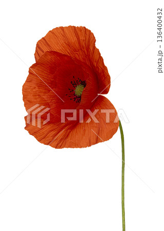 Red poppy flower stem on white background Red poppy flower stem on white background 136400432