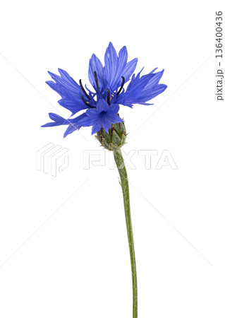 Blue cornflower blooming with green stem on white 136400436