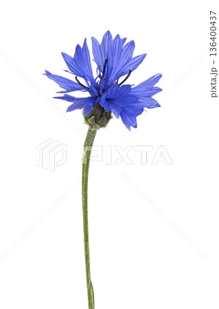 Blue cornflower blooming with green stem on white 136400437