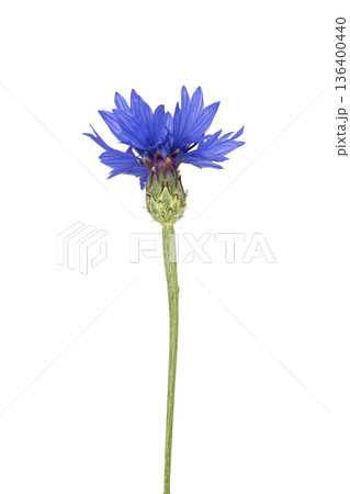 Blue cornflower blooming with green stem on white Blue cornflower blooming with green stem on white 136400440