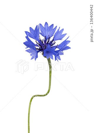 Blue cornflower blooming with green stem on white 136400442