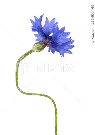 Blue cornflower blooming with green stem on white Blue cornflower blooming with green stem on white 136400449