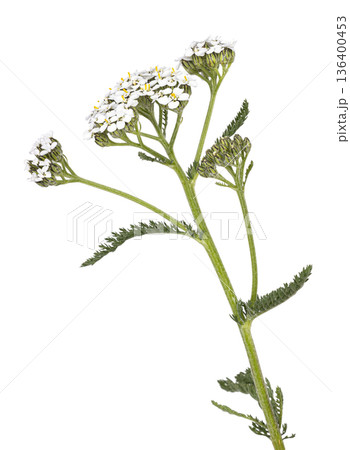 Yarrow plant showing white flowers achillea millefolium Yarrow plant showing white flowers achillea millefolium 136400453