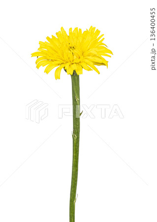 Yellow hawkweed wildflower with green stem isolated 136400455
