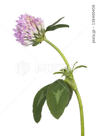 Red clover flower head with green leaves on white background 136400456