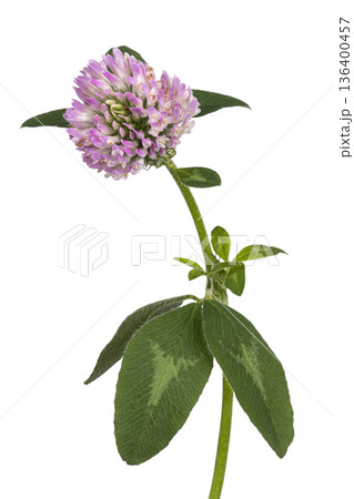 Red clover flower head with green leaves on white background 136400457