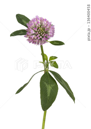 Red clover flower head with green leaves on white background Red clover flower head with green leaves on white background 136400458