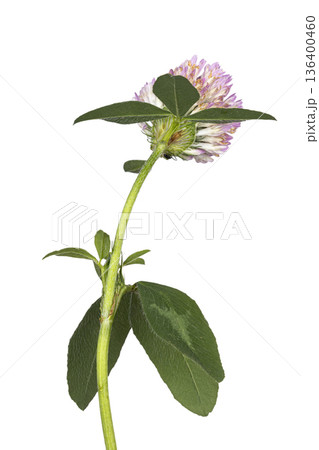 Red clover flower head with green leaves on white background 136400460