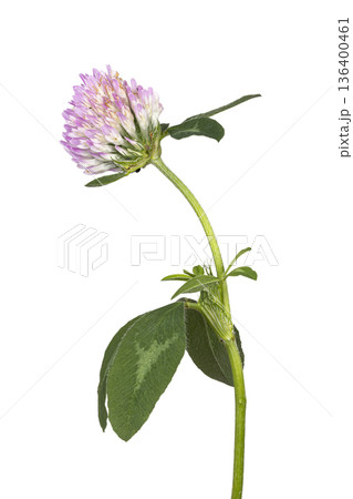 Red clover flower head with green leaves on white background Red clover flower head with green leaves on white background 136400461