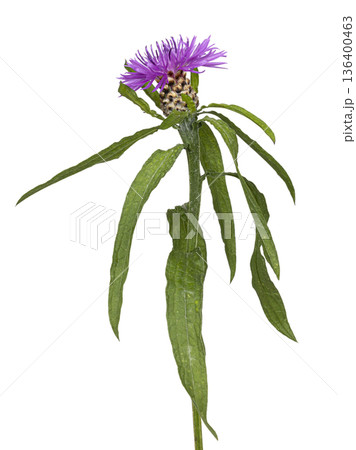 Greater knapweed purple flower on white background Greater knapweed purple flower on white background 136400463