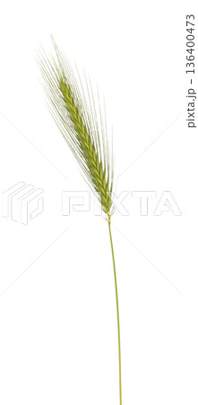 Green raw cereal crop with wheat grain isolated 136400473
