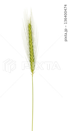 Green raw cereal crop with wheat grain isolated 136400474