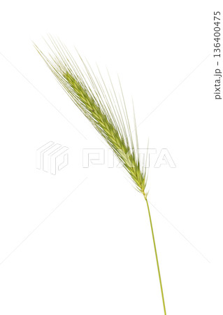 Green raw cereal crop with wheat grain isolated 136400475