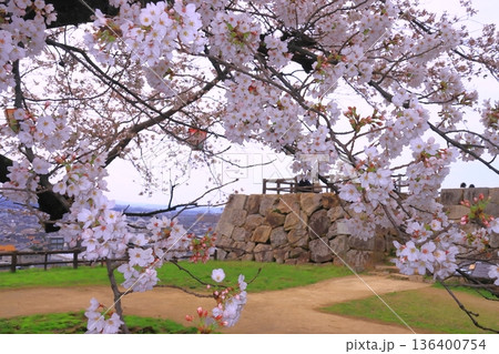 鳥取城址(久松山公園)に咲く満開の桜 鳥取城址(久松山公園)に咲く満開の桜 136400754