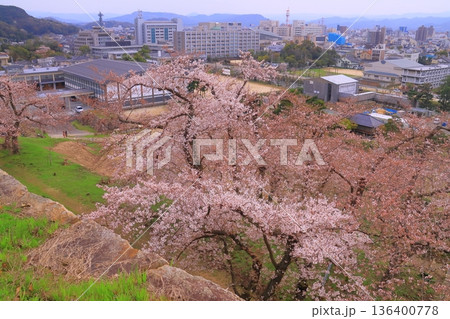 鳥取城址（久松山公園）に咲く満開の桜 136400778