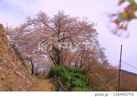 鳥取城址（久松山公園）に咲く満開の桜 136400779