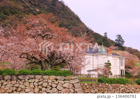 鳥取城址(久松山公園)仁風閣に咲く満開の桜 鳥取城址(久松山公園)仁風閣に咲く満開の桜 136400781