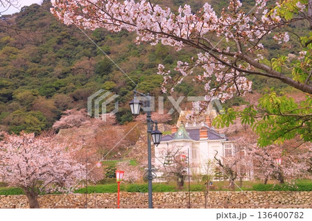 鳥取城址（久松山公園）仁風閣に咲く満開の桜 136400782