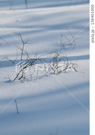 Fragile branches overlap, Graceful twigs on snowy surface, Slender branches emerge from pristine snow field, Fine winter scene featuring lightweight twigs and soft shadows Fragile branches overlap, Graceful twigs on snowy surface, Slender branches emerge from pristine snow field, Fine winter scene featuring lightweight twigs and soft shadows 136401000