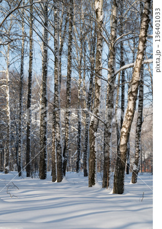 Peaceful snow scene, Serene snowy forest environment with frost and bright sunlight, Peaceful winter wooded scenery with snowcovered trees and gentle sunlight illumination Peaceful snow scene, Serene snowy forest environment with frost and bright sunlight, Peaceful winter wooded scenery with snowcovered trees and gentle sunlight illumination 136401033