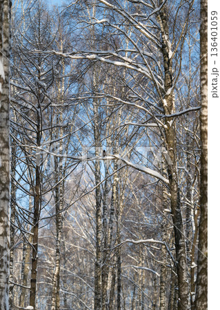Sunshine illuminates snowy branches beautifully, Morning light highlights snowcovered birch trees outside, Photographer captures fresh winter atmosphere amid sunlight and snow 136401059