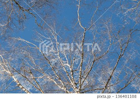 Lightfilled birch canopy under blue sky, Vivid scene of birch branches basking in sunlight, Cheerful outdoor scene with blossoming birch trees in bright daylight 136401108