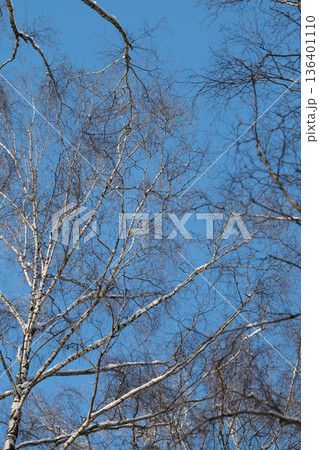 Skyward birch silhouettes, Looking up at birch branches against vibrant sky, An upward perspective showcasing scattered seed shapes amidst shimmering sky and towering birch trees Skyward birch silhouettes, Looking up at birch branches against vibrant sky, An upward perspective showcasing scattered seed shapes amidst shimmering sky and towering birch trees 136401110
