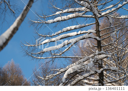 Snow adorns branches, Branches topped with icy layers, Layered frost decorates horizontal tree limbs, Frost overlays on tree branches creating abstract natural sculptures Snow adorns branches, Branches topped with icy layers, Layered frost decorates horizontal tree limbs, Frost overlays on tree branches creating abstract natural sculptures 136401111