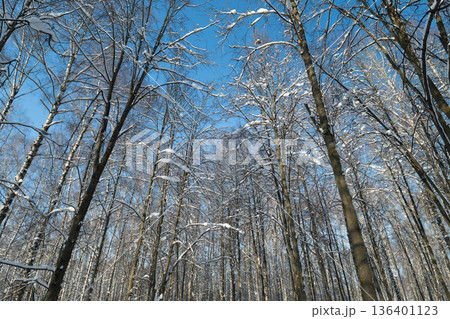 Peaceful early spring woodland scene, Calm forest canopy with blooming branches and blue sky, Gentle springtime forest image with white trunks and budding limbs Peaceful early spring woodland scene, Calm forest canopy with blooming branches and blue sky, Gentle springtime forest image with white trunks and budding limbs 136401123