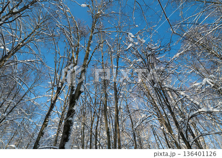 Winter forest scene, Snowy birch trees against blue sky, Layered trunks and snow pockets create peaceful scene, Calm winter landscape featuring layered trees and snow accents 136401126