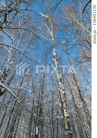 Bright winter scene, Sunny birch tree landscape, Snowy trees under clear bright winter sky glow, Vivid winter scene with illuminated snow and clear blue sky backdrop Bright winter scene, Sunny birch tree landscape, Snowy trees under clear bright winter sky glow, Vivid winter scene with illuminated snow and clear blue sky backdrop 136401130