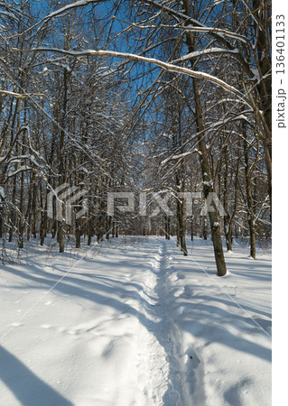 Pristine winter landscape with deep tracks and gentle shadow play, Chilly snow blanket over quiet birch woods encourages solitary exploration and outdoor recreation 136401133