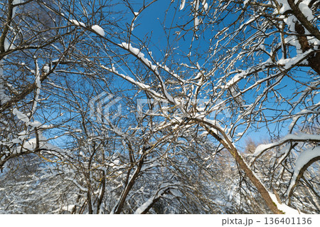 Bright sky above winter grove, Serene winter landscape viewed through frosted orchard branches, Calm countryside scene with symmetrical trees and vibrant winter sky above Bright sky above winter grove, Serene winter landscape viewed through frosted orchard branches, Calm countryside scene with symmetrical trees and vibrant winter sky above 136401136