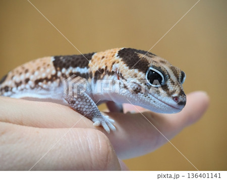 手の上に乗るニシアフ 136401141