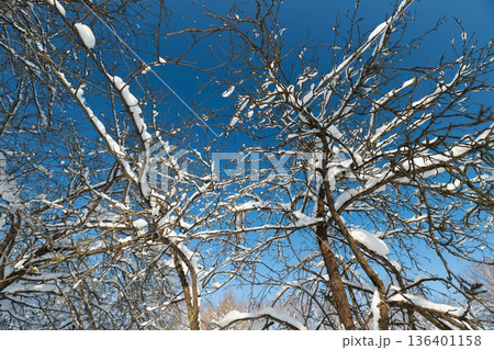 Cold illumination on snow trees, Winter landscape with icy branches and bright sunlight, Chilly winter scene showcasing frosty trees beneath vast blue sky with sunlight Cold illumination on snow trees, Winter landscape with icy branches and bright sunlight, Chilly winter scene showcasing frosty trees beneath vast blue sky with sunlight 136401158