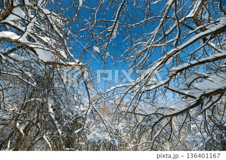 Frozen twigs glow with frost, Crystalized twigs stand out sharply against cobalt sky, Chilly dawn reveals frostcoated tree limbs contrasting vividly with vibrant blue sky 136401167
