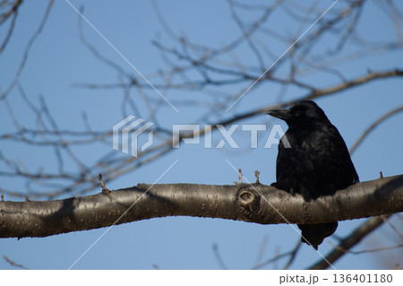 青空を背景に枝にとまるカラス 136401180