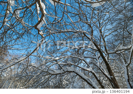 Snowcovered twig design, Seasonal frost adorns thin twigs with fine lacelike appearance, Snow dusted branches form intricate and detailed lace patterns against winter sky 136401194
