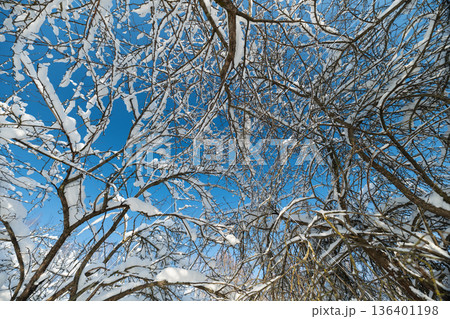 Frostcovered twigs against sky, Chaotic snowdusted branches creating textured winter scene, Turbulent composition of branches laden with frost and snow under moody winter sky 136401198
