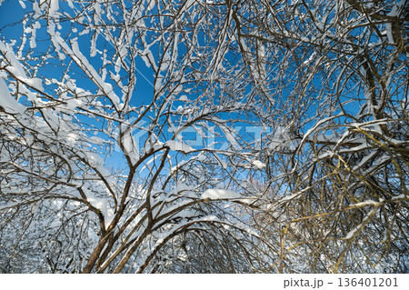 Detailed icy branch against sky, Close view of frostcovered twigs beneath blue sky, Detailed study of snowladen twigs decorated by crystalline frost against bright blue sky 136401201