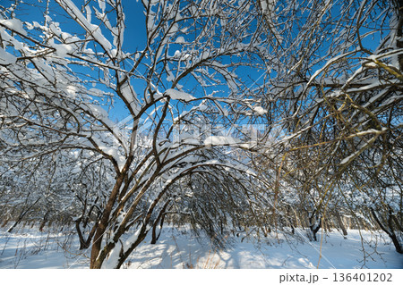 Bright sky shadows on snow, Frozen branches under clear blue sky casting long shadows, Snowladen branches against azure sky with sunlight creating elongated shadows 136401202