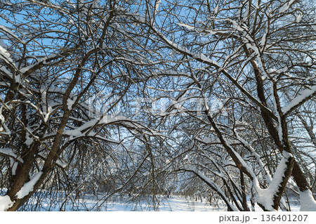 Snowcovered limb arrangements create intricate sky and texture, Dense network of snowladen branches crafts elaborate sky design suitable for artistic backgrounds 136401207