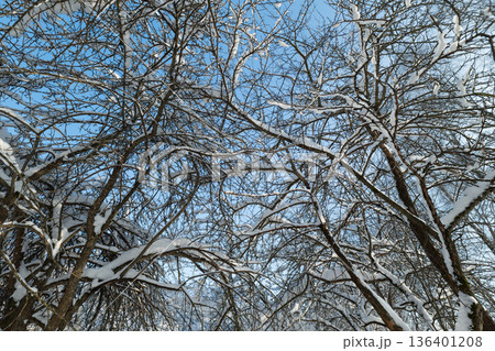 Snowcovered branches arch beneath clear sky, park viewpoint with soft blue light and delicate frosted twigs, calm winter mood ideal for backgrounds and seasonal marketing Snowcovered branches arch beneath clear sky, park viewpoint with soft blue light and delicate frosted twigs, calm winter mood ideal for backgrounds and seasonal marketing 136401208
