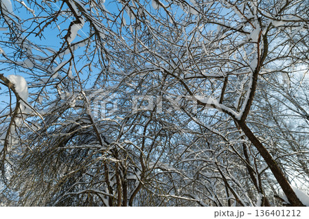 Frozen branches craft hidden tunnel, Branches covered in snow create chilly winter corridor scene, Canopy of snowladen branches forms enchanting winter pathway beneath pale sky 136401212